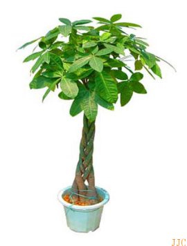 咖啡厅|奶茶店|水吧适合种植什么样的植物大全（2）